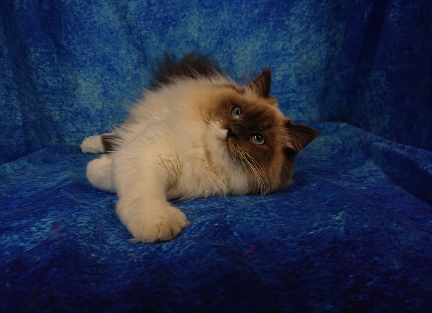 ICH. Elora Luna of MikasisShine